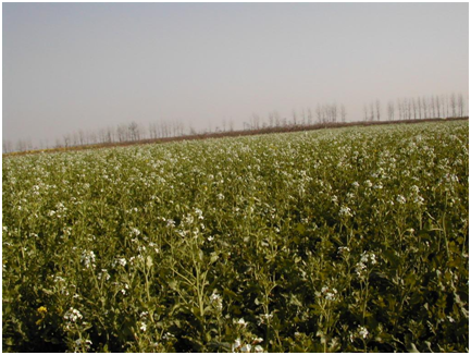 金莎国际网站官网 - welcome