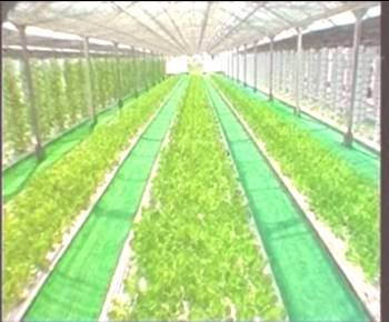 金莎国际网站官网 - welcome